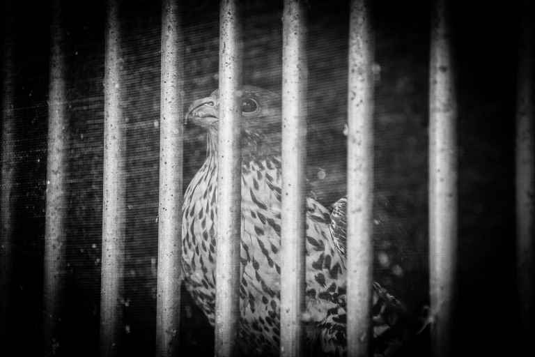 peregrine falcon behind bars