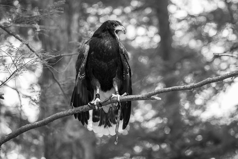 Harris Hawk in the forest